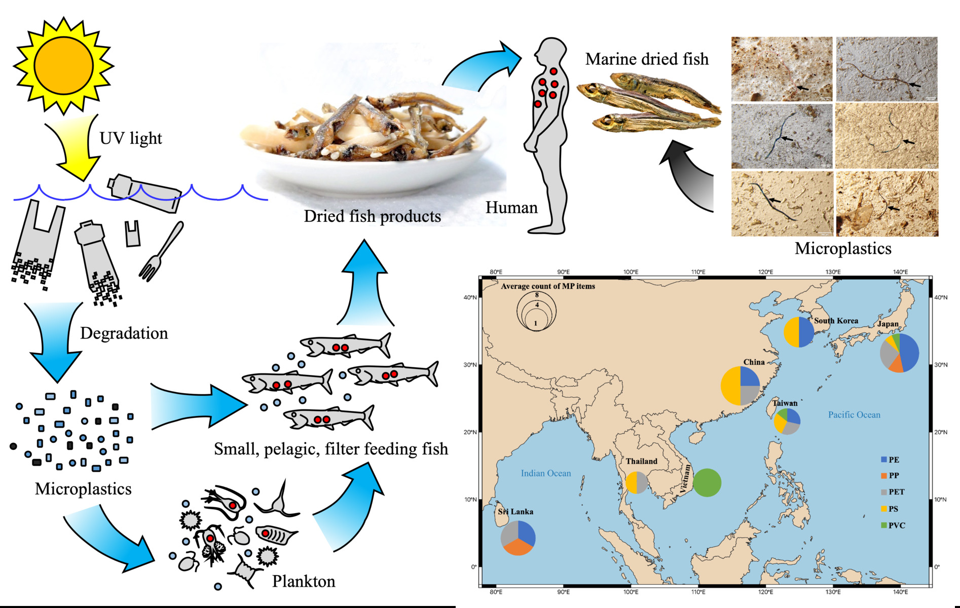 Plastic products decompose and generate particles of microplastics, ingested by marine organisms, and enter human bodies through the food chain. The potential threat to human health caused by microplastics should be assessed by further studies.