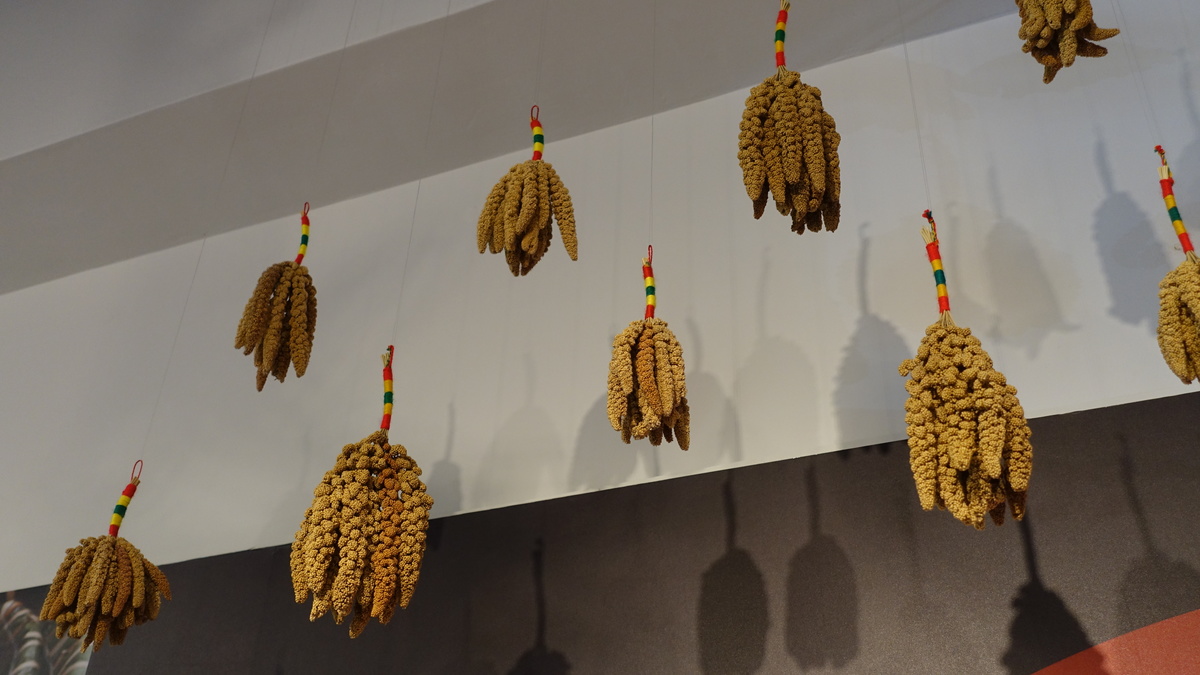 Every year, the Center for Austronesia Social and Cultural Development at National Sun Yat-sen University will display different staples grown by the indigenous peoples of Taiwan. This year, millet grown by Rukai people decorates the interiors of the Center.