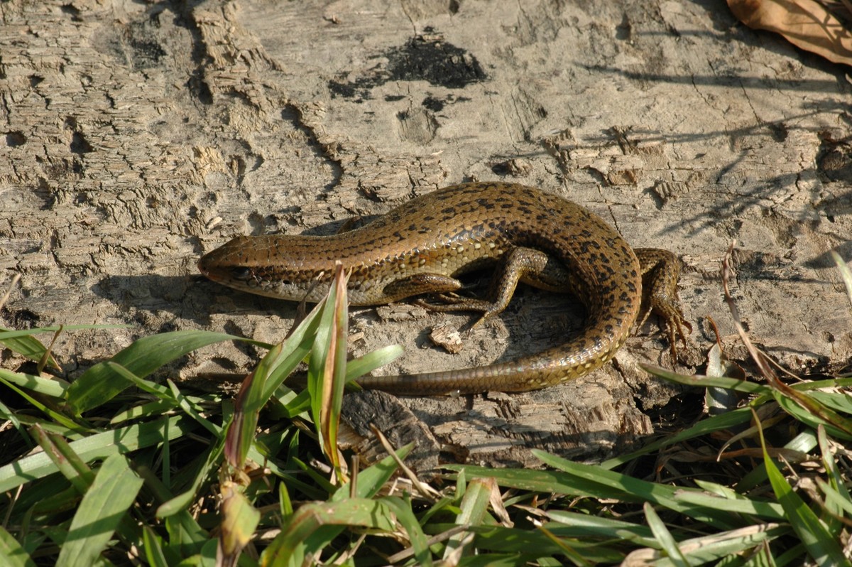 E. multifasciata is a medium-sized viviparous skink. Originally from tropical regions of Asia, is an invasive species in Taiwan. /Provided by Te-En Lin