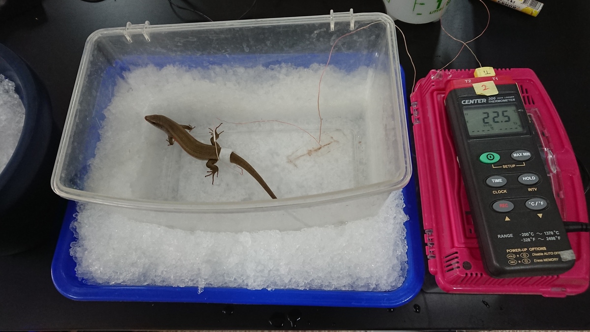 Body temperature measurement for determining cold tolerance. Invasive reptiles, which have temperature-dependent physiology, are expected to be greatly impacted by climate warming, according to a recent study by NSYSU and ESRI. E. multifasciata is most active in the temperature between 29.6 and 39.9 °C and its activity decreases under this temperature range. /Provided by Tai-Yu Chen