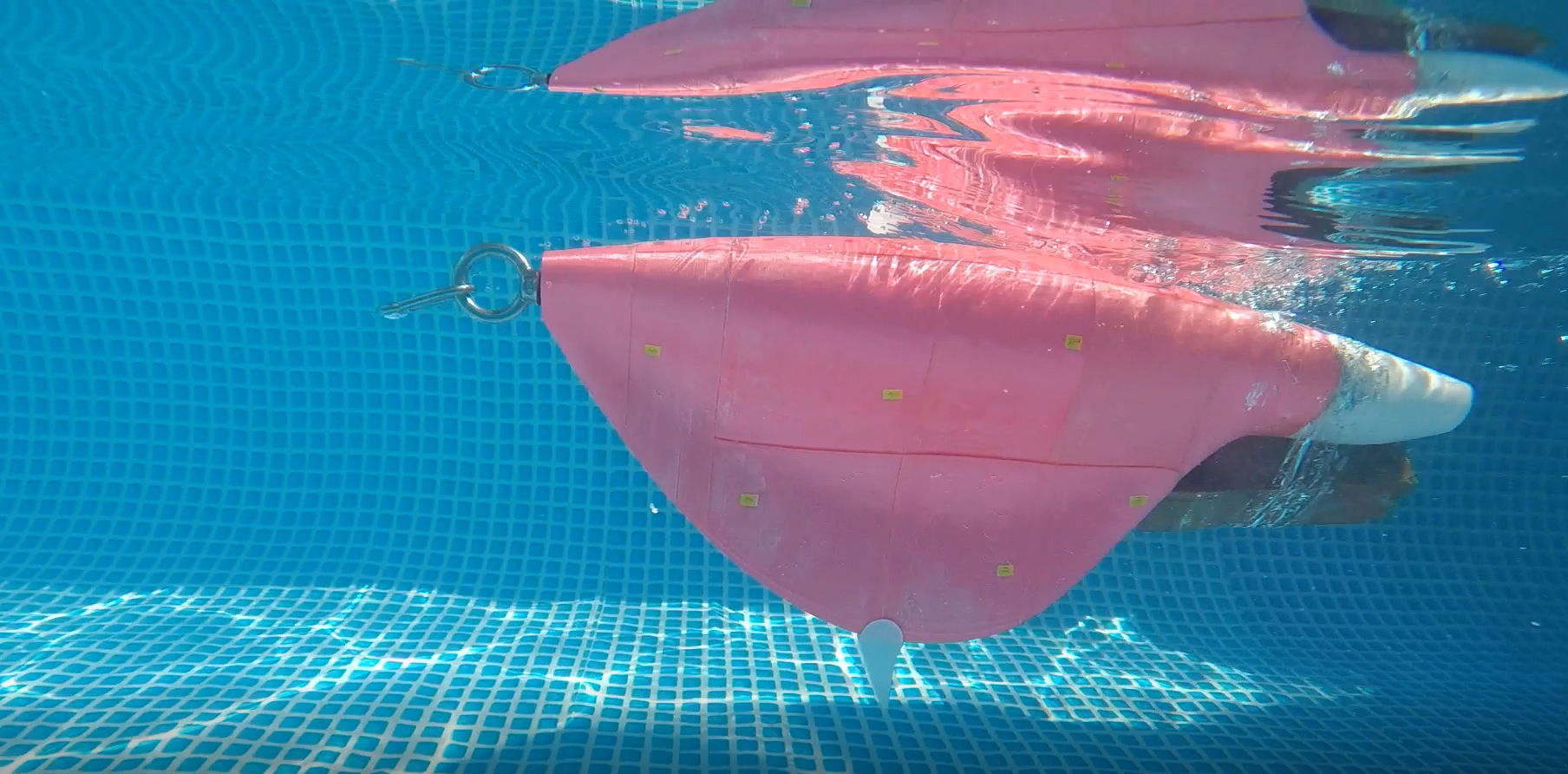 Students show off their creativity during competition for biomimetic underwater fish modelsImage