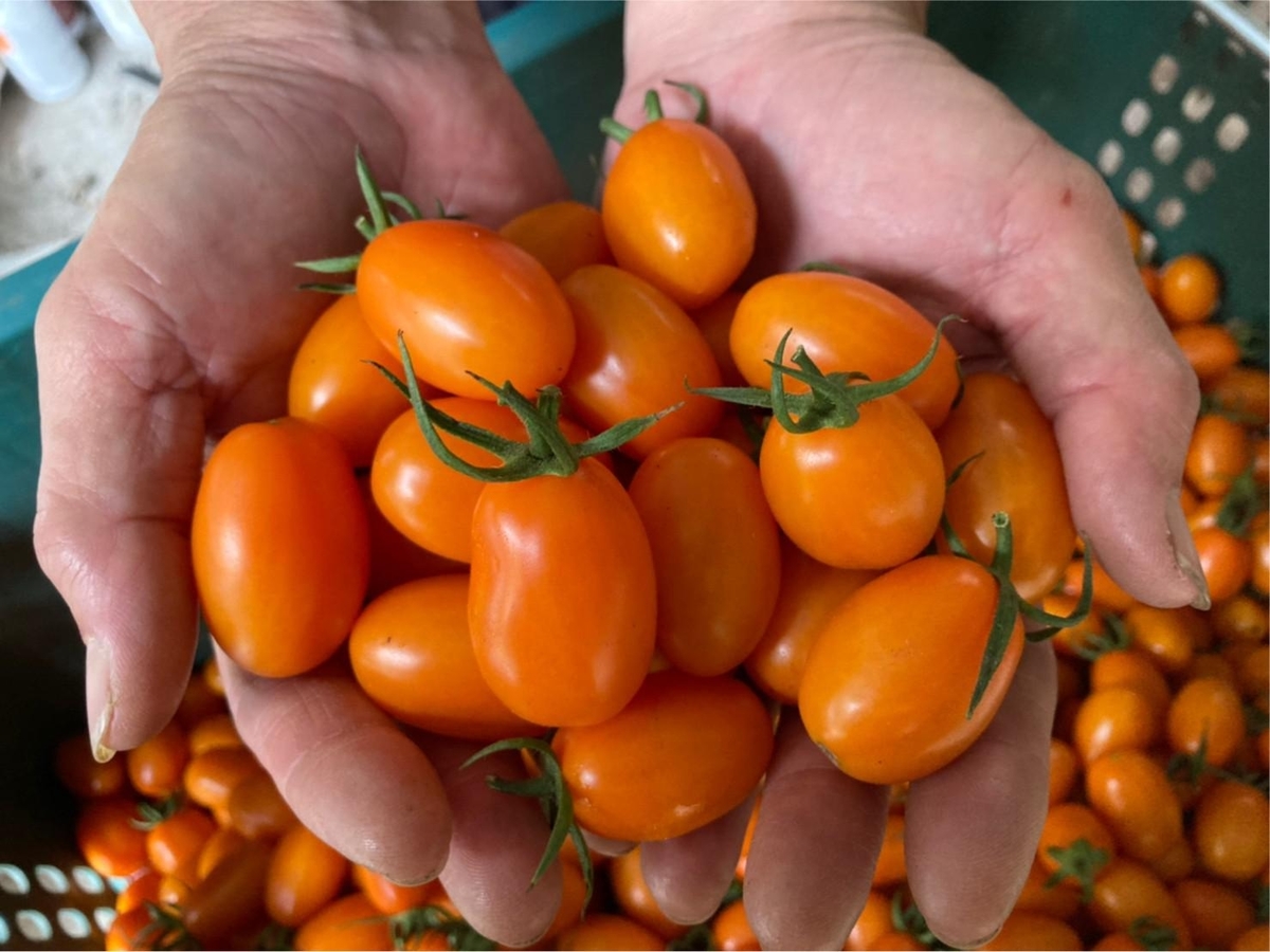 The collaborating small farmers use organic eco-friendly farming techniques.Image