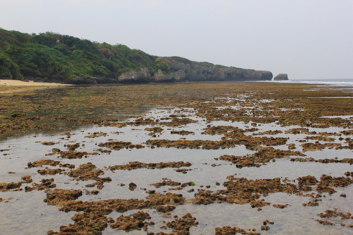 NSYSU team gives recommendations to solve sea urchin barren problem in Little Liuchiu