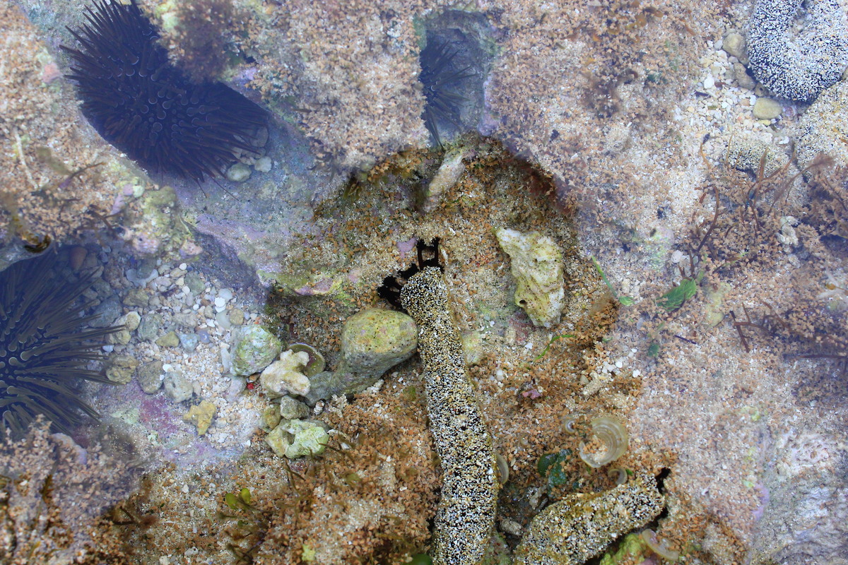 NSYSU team gives recommendations to solve sea urchin barren problem in Little Liuchiu