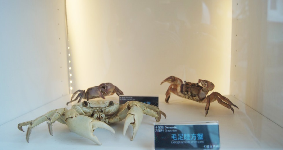 《蟹逅─經典特展》 世界唯一柴山蟹露面圖片
