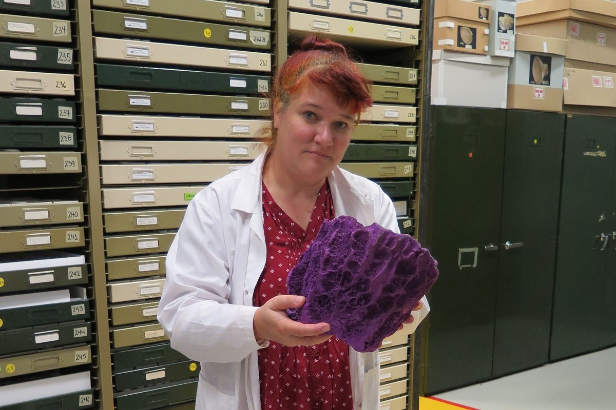 Associate Professor Christine Schönberg of the Department of Oceanography, Division of Marine Biology. She has been researching bioeroding sponges for over 25 years. Her research area includes benthic invertebrates, bioerosion, effects of environmental change, and biodiversity. Here she is holding the purple cup sponge Spheciospongia purpurea./ photo provided by C.Schönberg