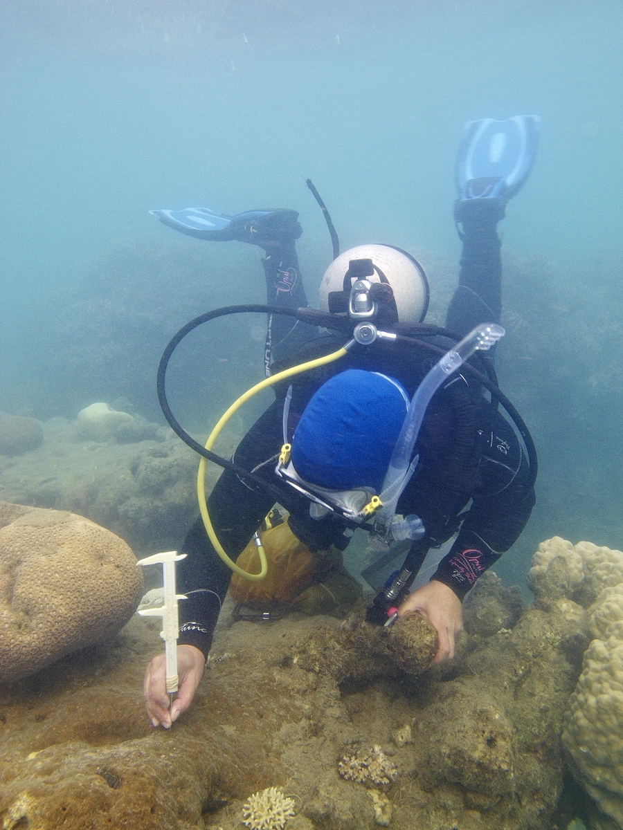 Professor Schönberg previously worked on the Great Barrier Reef, measuring the penetration depth of Cliona orientalis, a brown bioeroding sponge, and taking core samples with an air-driven drill./ photo provided by C.Schönberg