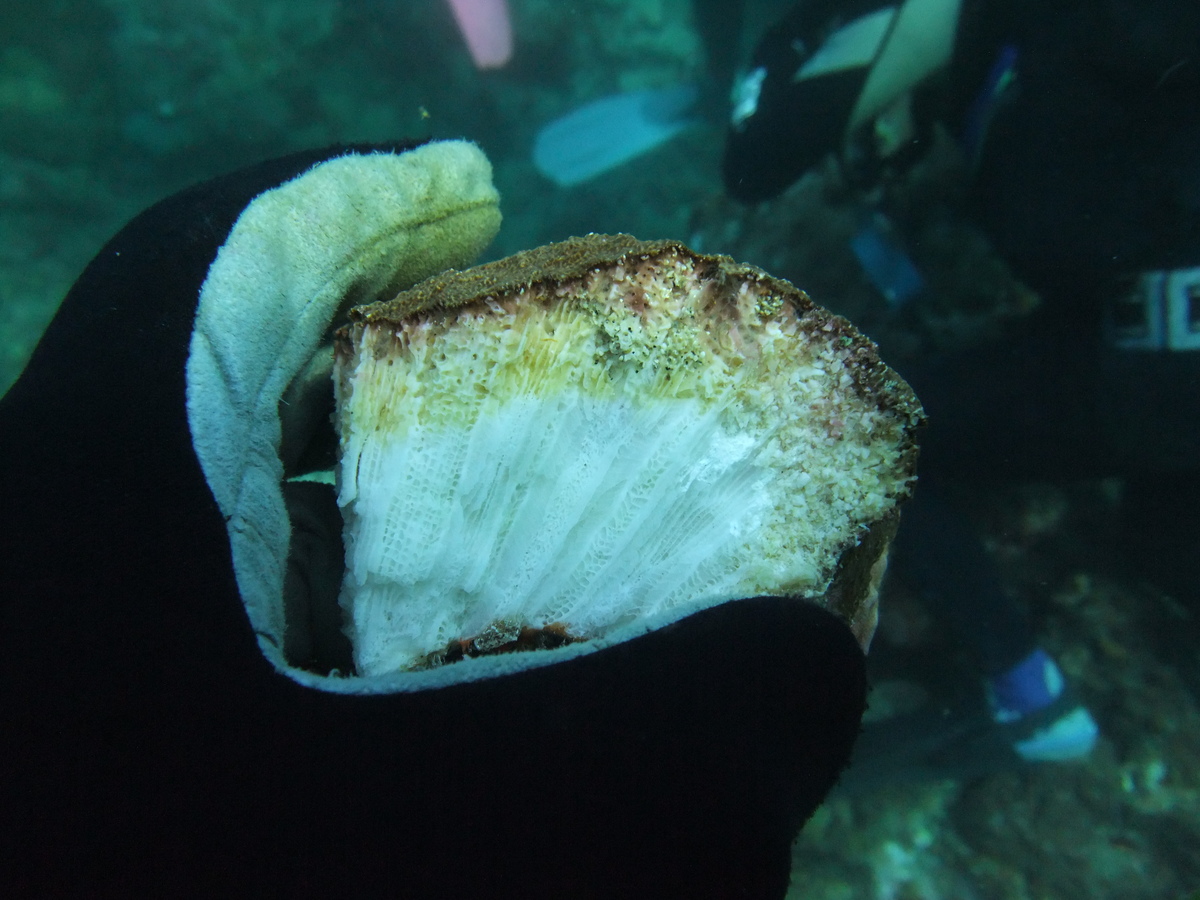 A sponge individual penetrating coral at Green Island, Taiwan, the brown and yellow tissue extending into the coral skeleton./ photo provided by C.Schönberg