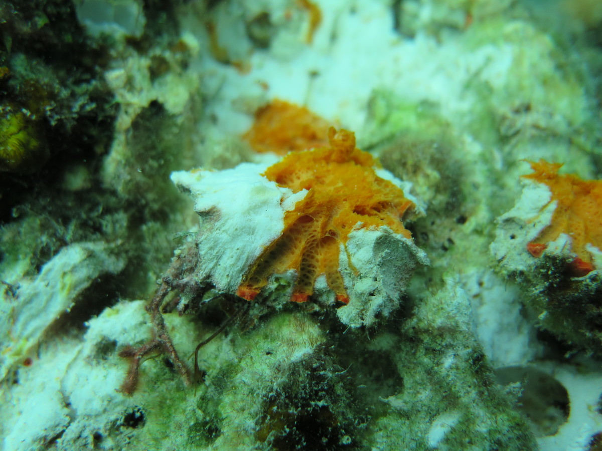 The yellow sponge is a Cliothosa species, a group that is very common around Dongsha Atoll. Cliothosa makes large holes on the substrate surface that are closed with plugs of about 0.5 cm across that are densely filled with spicules and lead to wide connecting tunnels and to large, internal bioerosion chambers. The photo shows the sponge in cross section after the substrate was chiseled open. / photo provided by C.Schönberg