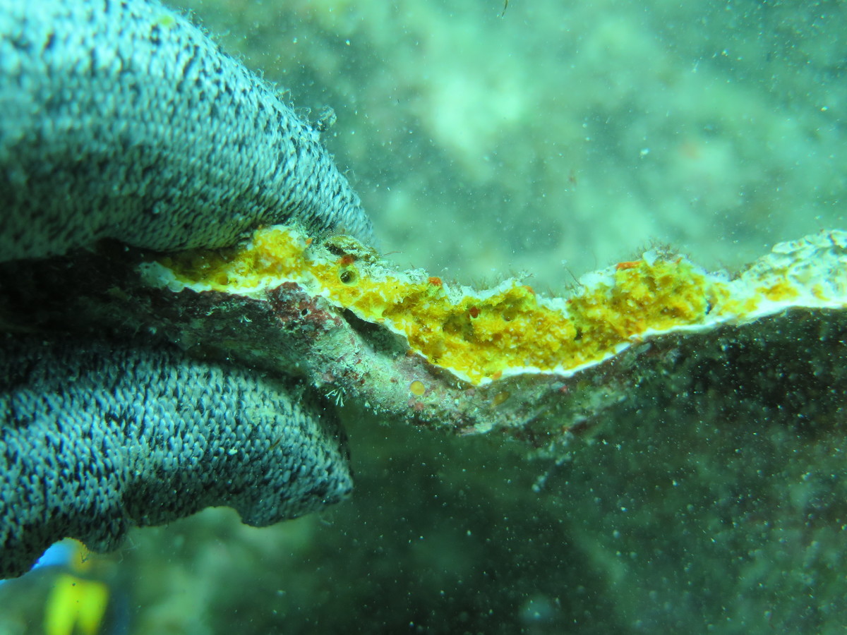 A flat piece of coral totally suffused with sponge tissue, probably a Cliothosa species in Dongsha Atoll, Taiwan./ photo provided by C.Schönberg