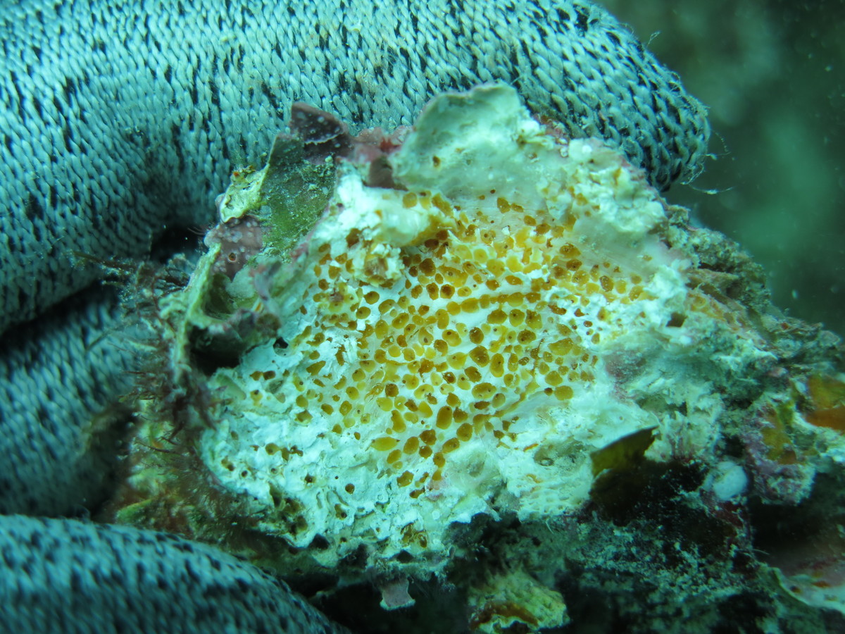 Pione species sponge cause small and more discrete erosion chambers in coral skeleton in Dongsha Atoll, Taiwan./ photo provided by C.Schönberg
