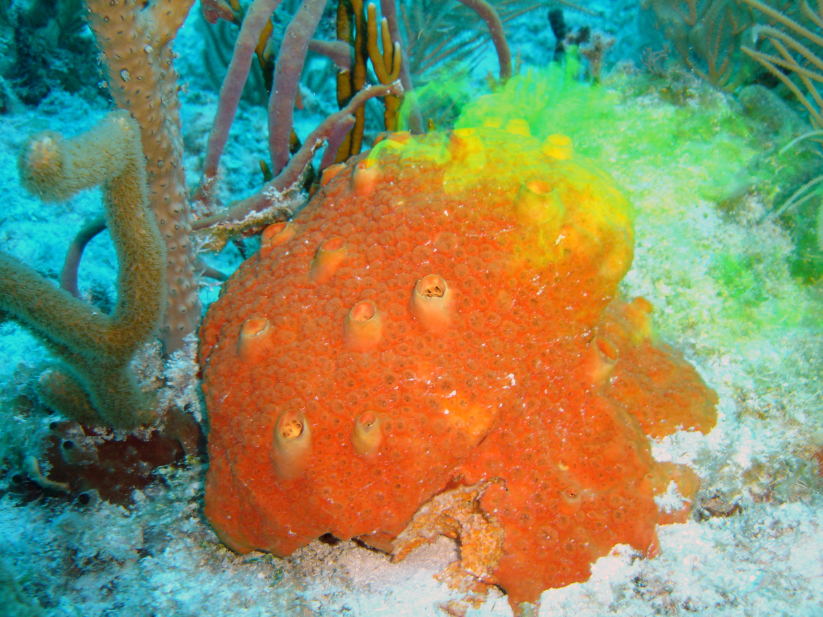 Cliona delitrix in the Florida Keys. Fluorescent dye was applied to its base to show how the water is taken up through tiny surface pores, pumped through the sponge and exhaled through larger openings at the top.