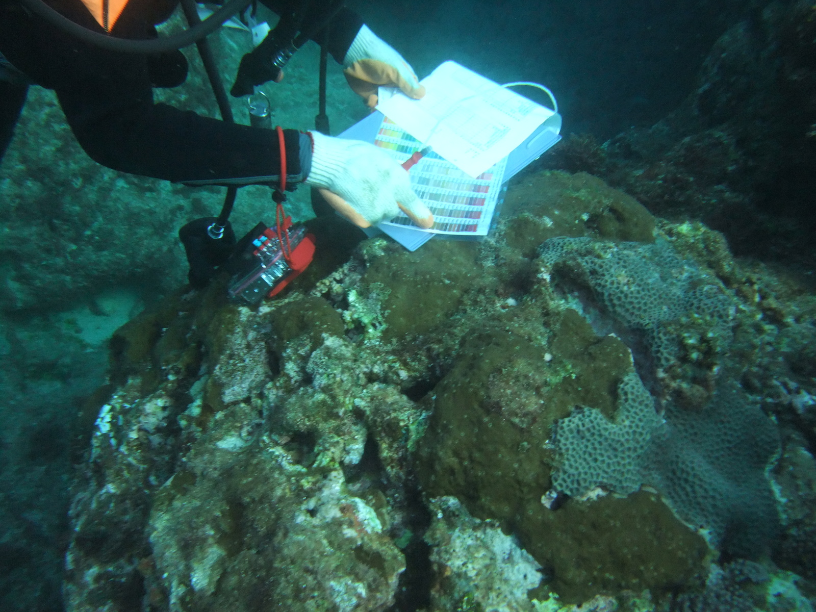 Bioeroding sponge abundances have been reported to increase with environmental change. A few years ago, the team of Professor Keryea Soong of the Department of Oceanography recorded their occurrence at Green Island, Taiwan, and asked Dr. Schönberg to help identify the species. The brown sponge belongs to a group that can invade and kill live corals.