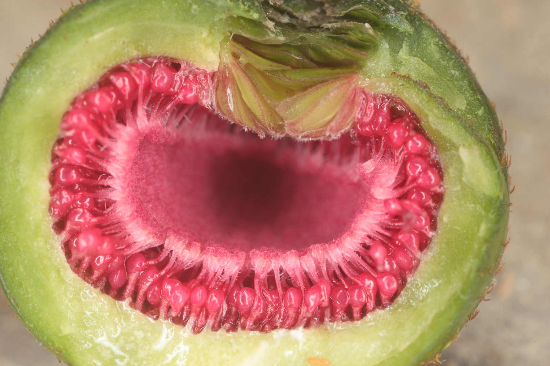 Section of a fruit of a Ficus benguetensis. The calyx of a fig can contain over 2,000 flowers.