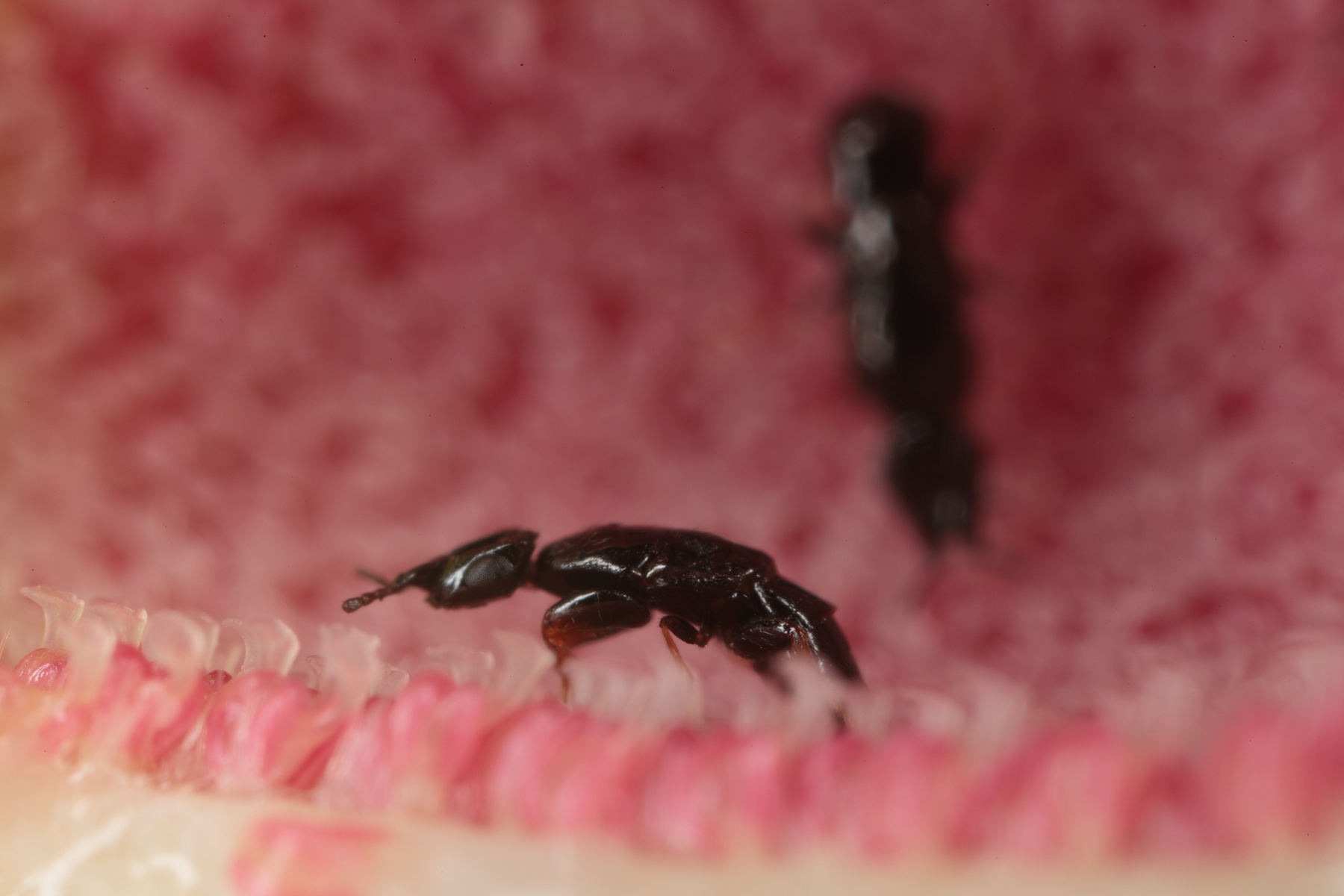 Fig wasp at work. It’s a pollinating species, Ceratosolen wui.