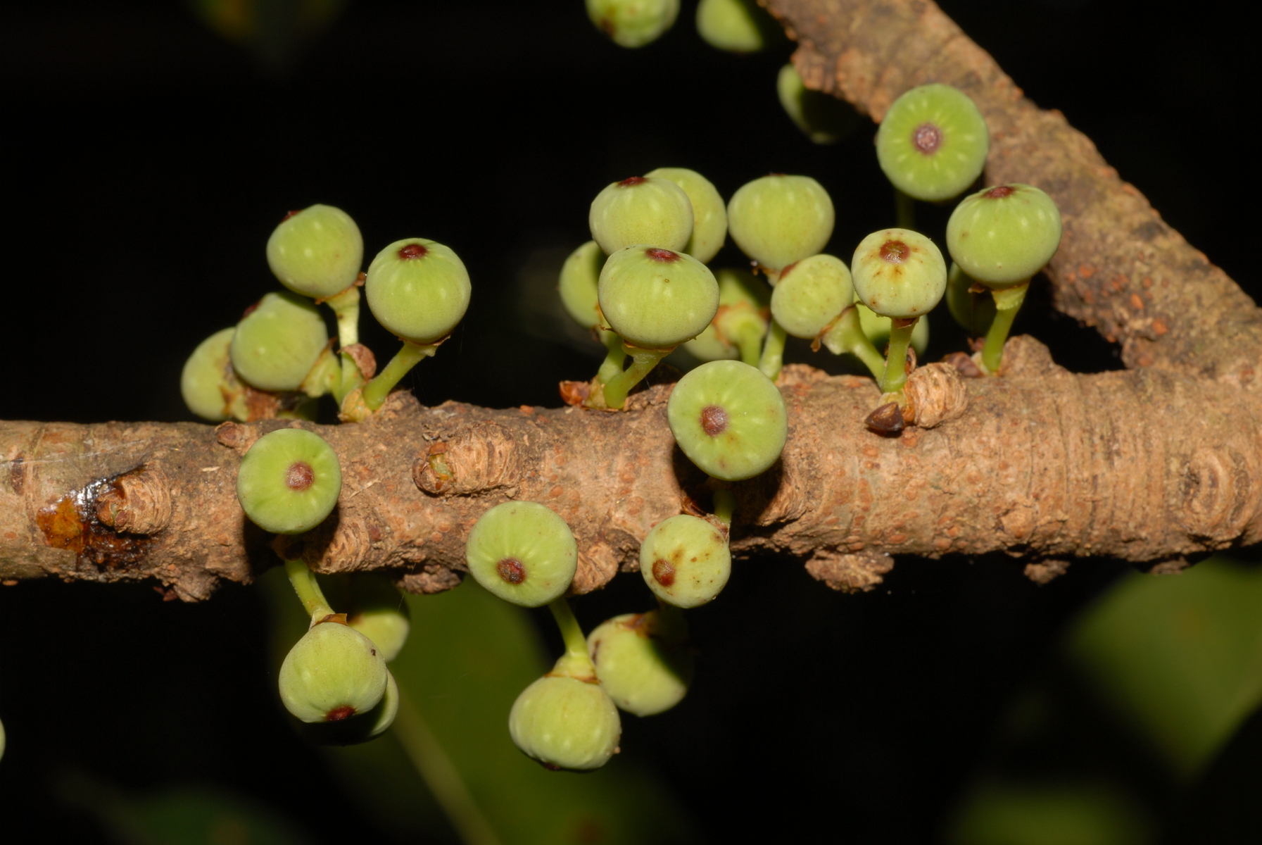 Ficus caulocarpa, a common fig species in Taiwanese cities. /Provided by Anthony Bain