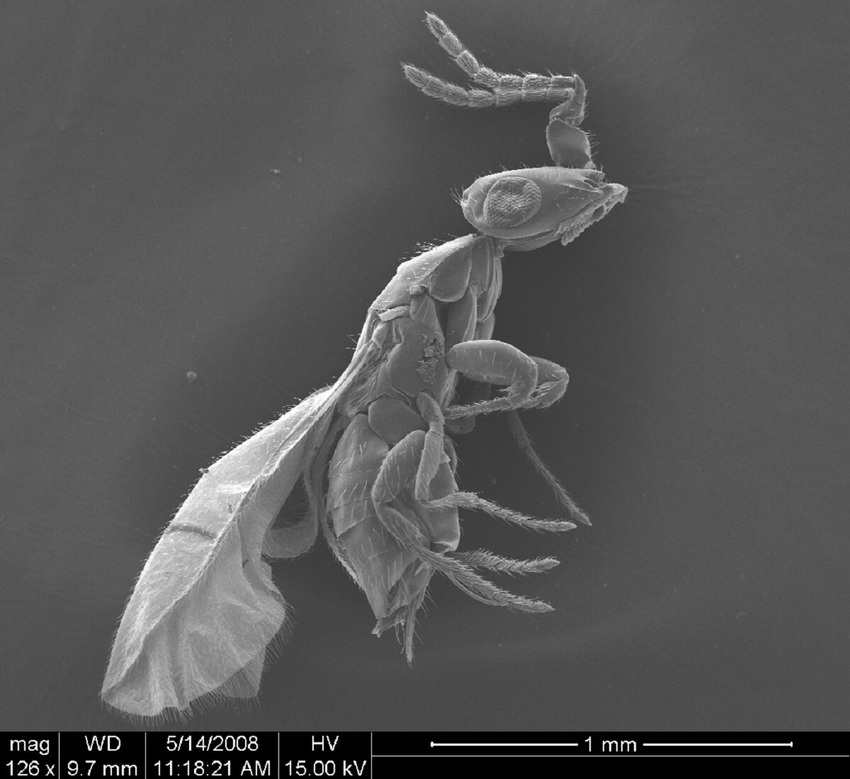 An electronic microscope photo of a pollinator female fig wasp