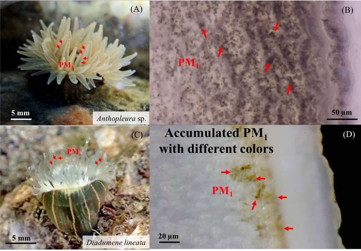 The research team found the presence of fossil-fuel source PM1 in sea anemones  inhabiting in marine environments ranging from the intertidal zone to 1 km deep. Sea anemones also transfer the air pollution particles to their juveniles. If the concentration of PM1 is high, the accumulation can be seen with the naked eye.