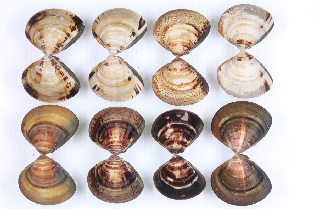 The team of Associate Professor Te-Yu Liao and Professor Li-Lian Liu also found that the clams farmed in Taiwan are probably not Meretrix lusoria, as was thought earlier, but rather M. petechialas; the classification still requires further studies. In the picture are different shell colors and patterns of M. petechialas.