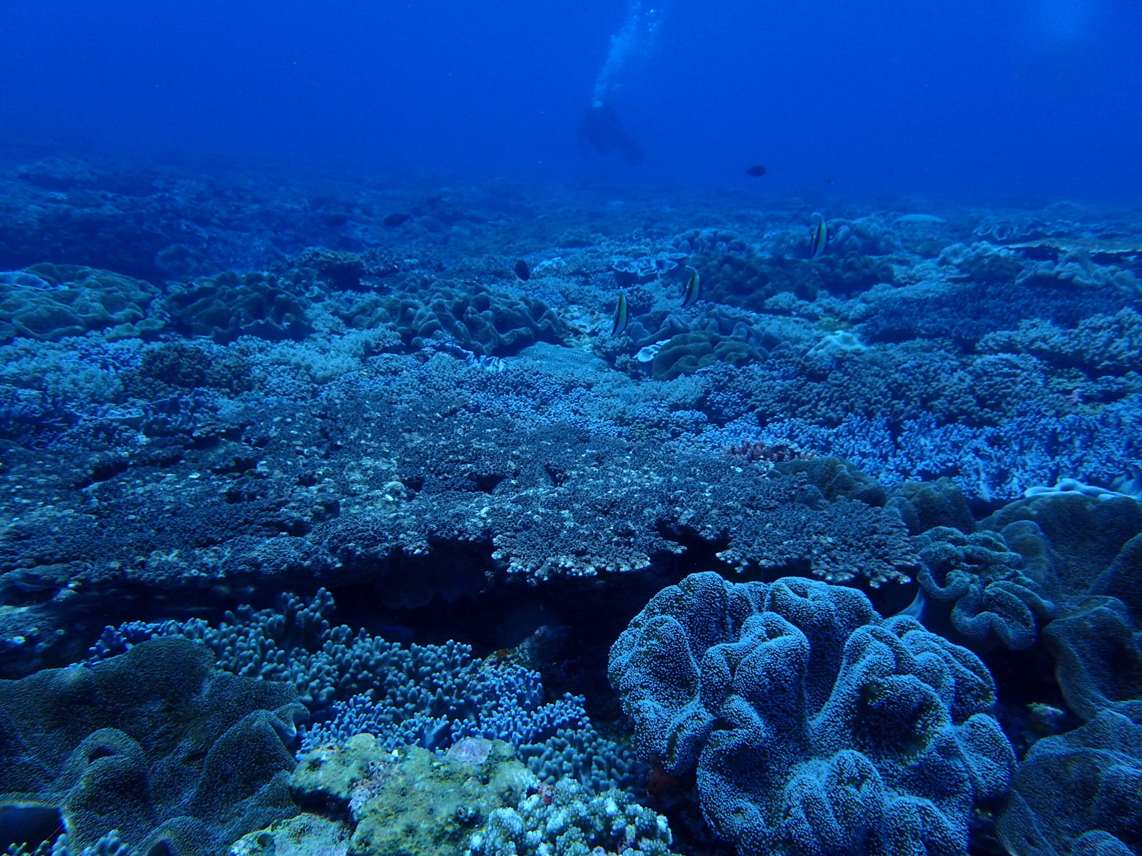 The outer reefs of Dongsha Atoll.Image