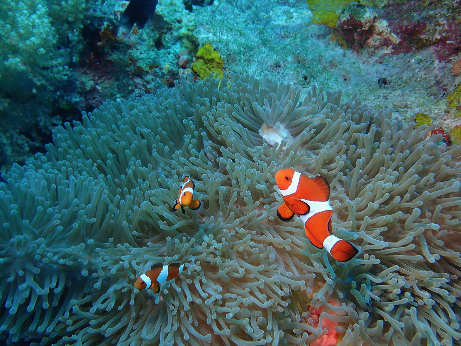 Anemone fish in the coral reef area of the Philippines.Image