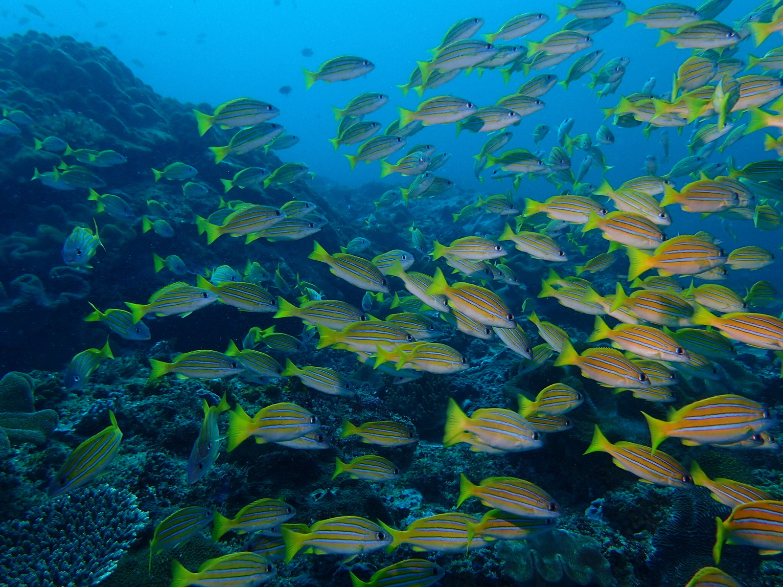 A coral reef ecosystem with snappers.Image