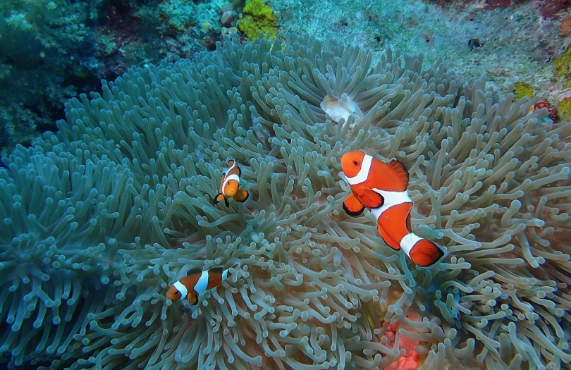 NSYSU brings together global scholars to address coral restoration and climate impacts