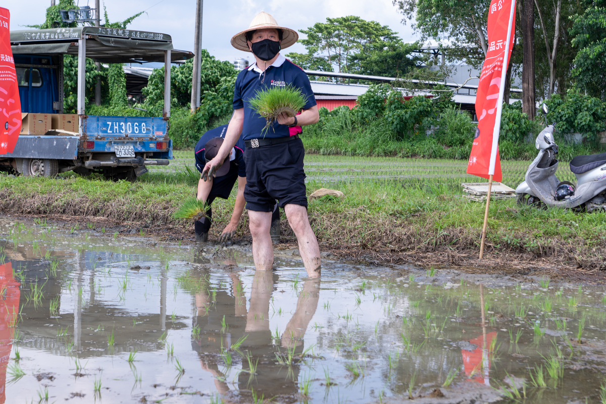 Chairman of Laser Tek Gary Cheng transplanting rice seedlings