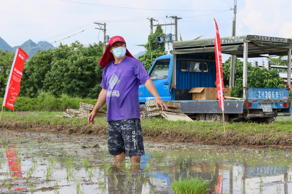 Mr. Chia-Cheng Chen of Yuan-Pin Organic Rice showing the way to transplant rice seedlings