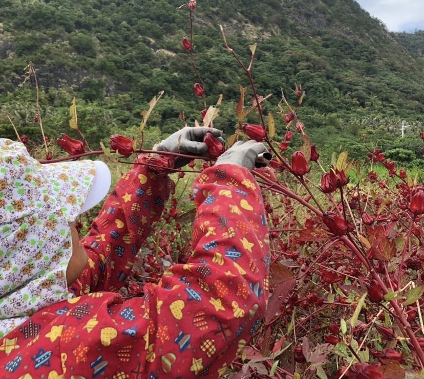 Farmers from the Kanifangar (Longchang) Tribe in Taitung plant Roselle flowers.