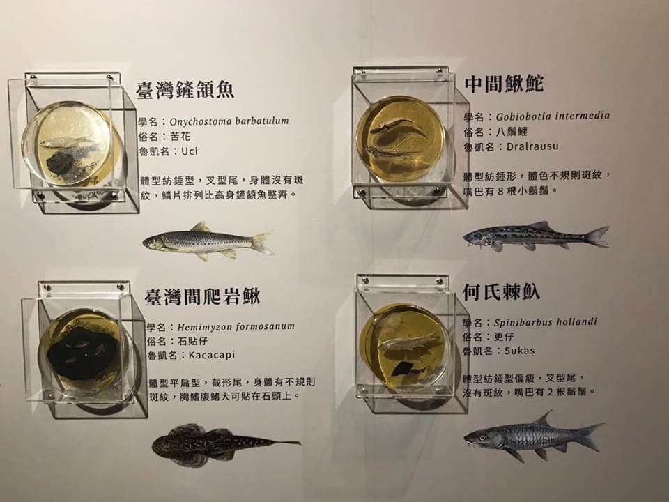 NSYSU, Rukai Cultural Museum in Wutai Township, Wutai Elementary School, and National Museum of Marine Biology and Aquarium jointly organize exhibition on Rukai Fish and River Fishing