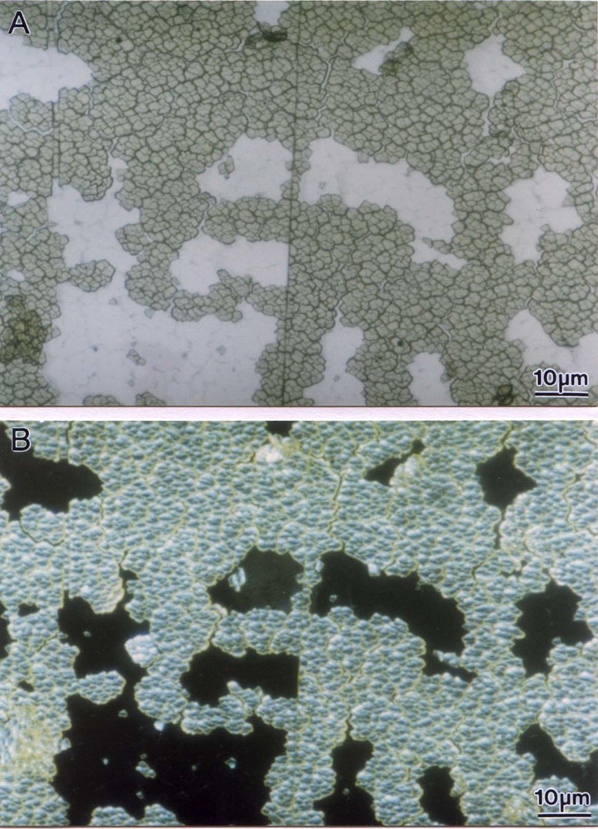 Crystalline CeO2-x nanocondensates wholly assembled in artificial epitaxy on glass under (A) open polarizer and (B) crossed polarizers to show uniform pleochroism (pale light green) and interference color (green), respectively against the isotropic glass matrix (white in A and dark in B).圖片