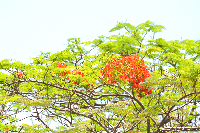 鳳凰花開4