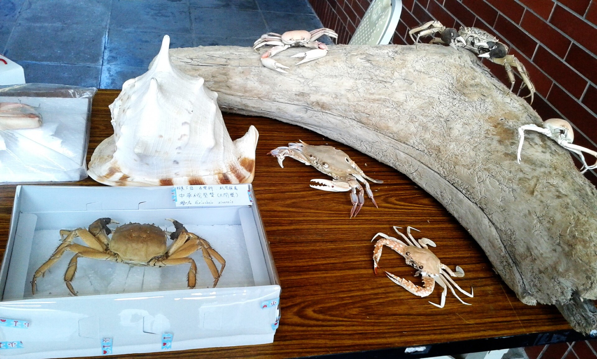 標本展示圖片