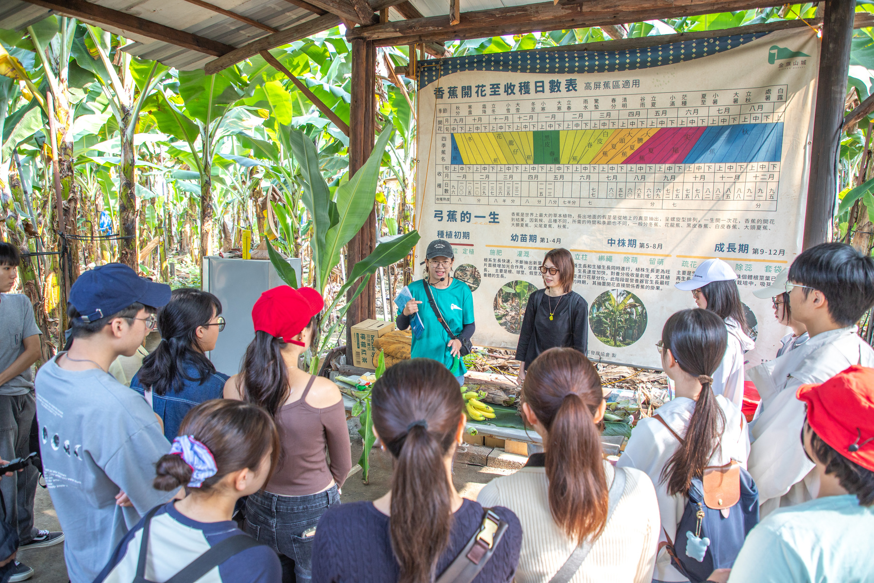 Qishan Marvel guide Hui-Ching Chu introduced the various parts and uses of bananas and led faculty members and students into the banana plantation.Image
