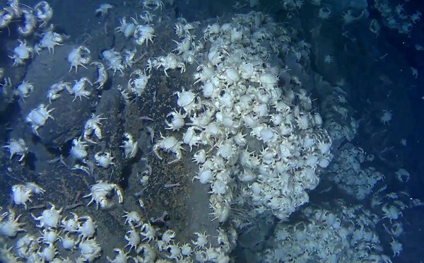 System Development for Underwater Inspection, Success in NEPIIImage