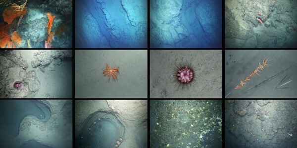 System Development for Underwater Inspection, Success in NEPIIImage