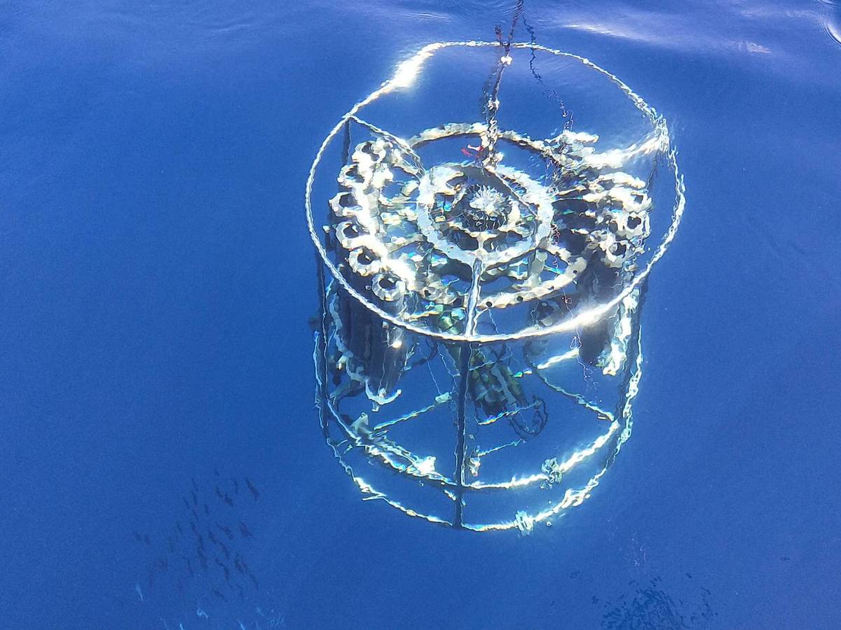 Underwater sample collector collects algae, nutrient salts, dissolved oxygen, particles of organic carbon, dissolved organic carbon and plankton in the surface seawater.