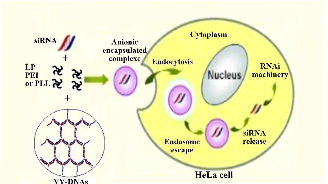 Construction a safe and efficient siRNA delivery system depended on the electrostatic encapsulation of siRNA/cationic vector complexes with dendrimer-like polymeric DNAs. / image provided by Assistant Professor Ahmed El-Mahdy