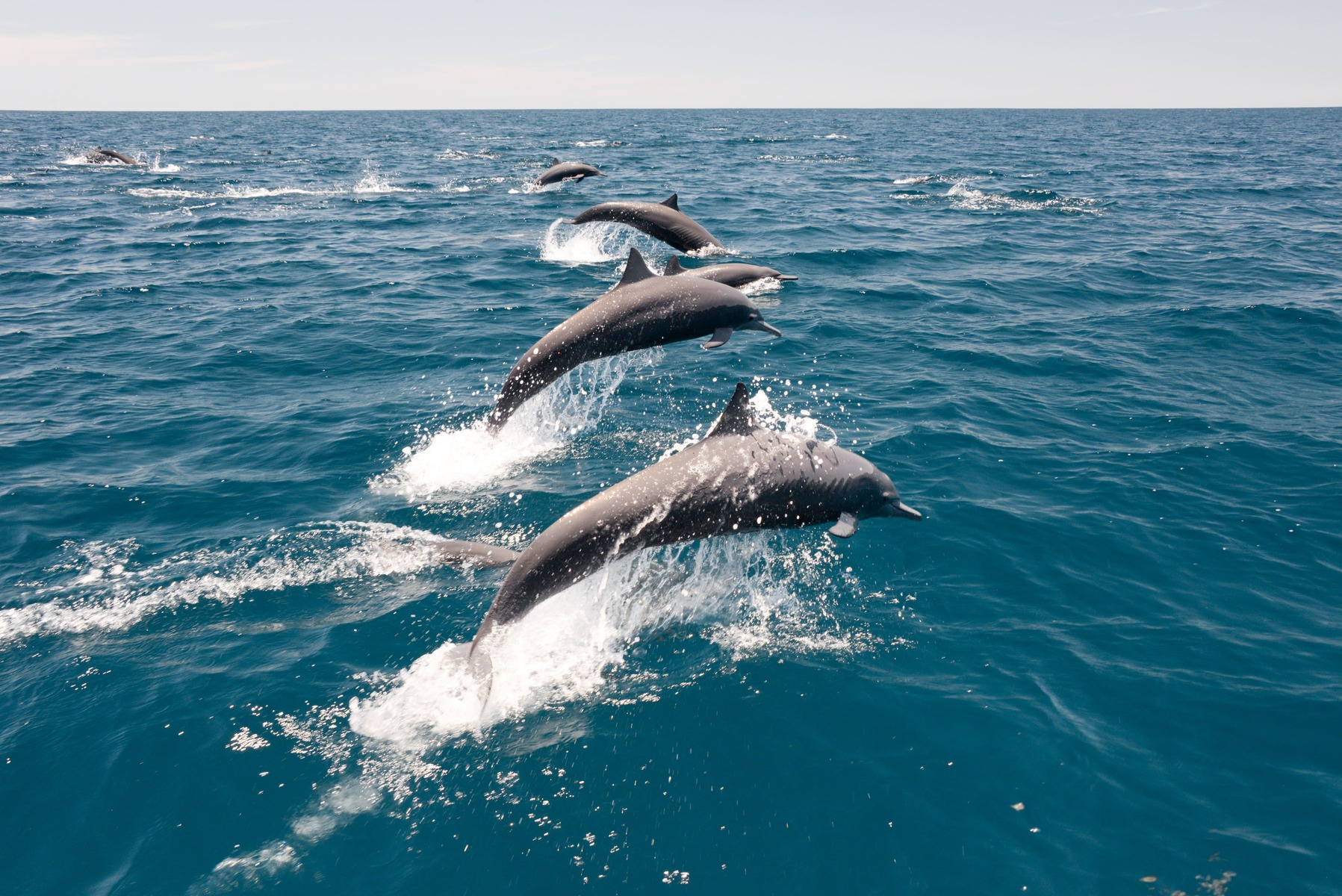 Observe the cetacean behavior of dolphin swimming.
