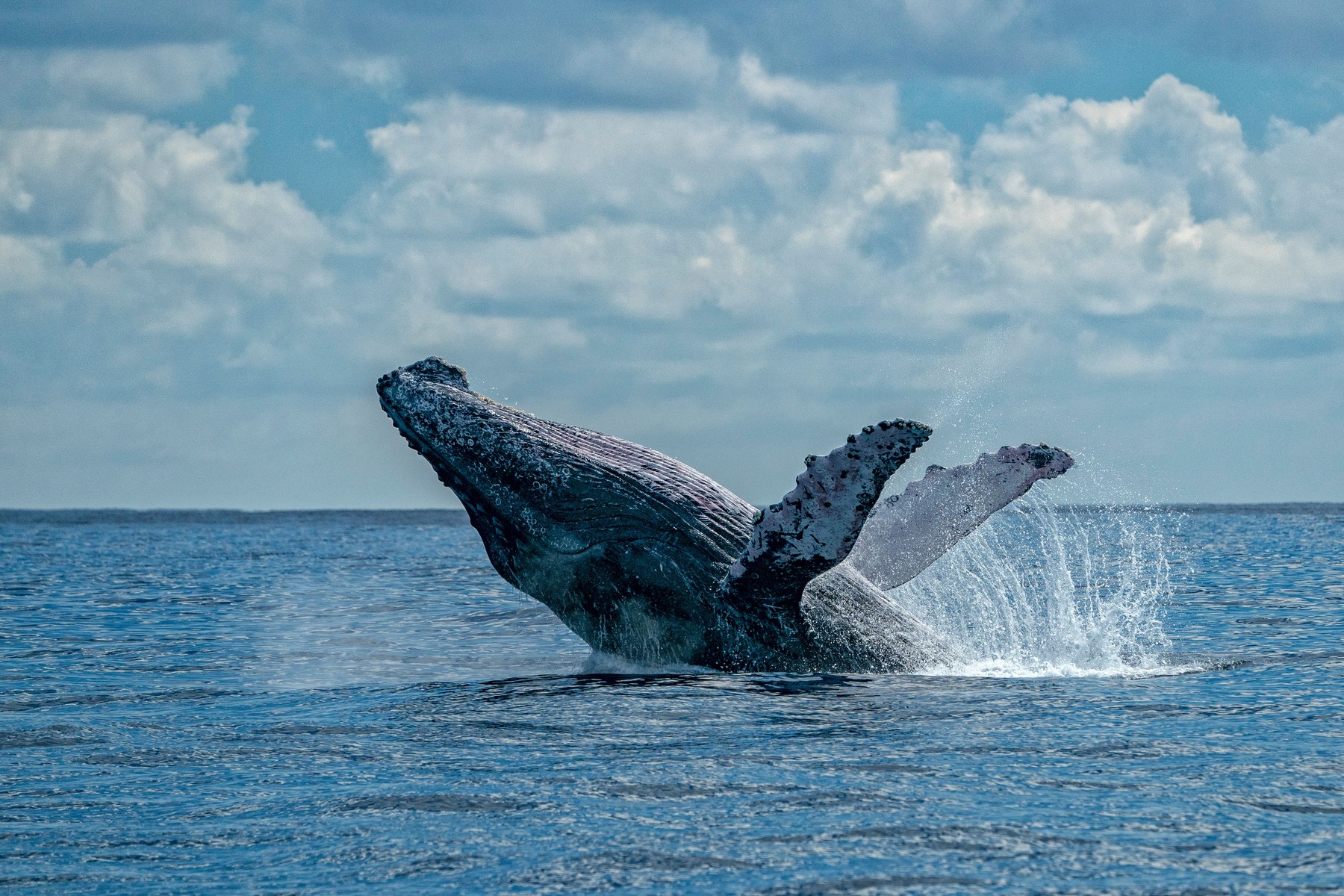 Observe the cetacean behavior of jumping into the waves.
