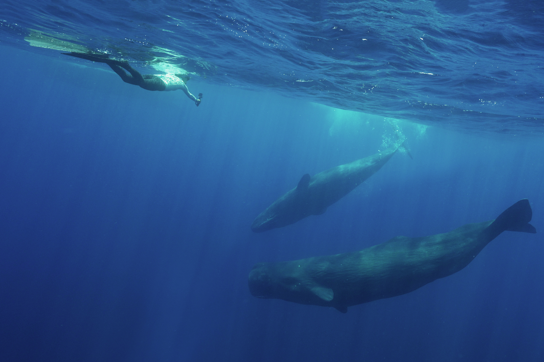 Underwater photography of sperm whales. (Photo by Yu-Qun Jian)