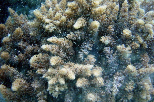 覆瓦刺冠軟珊瑚(Capnella imbricata)