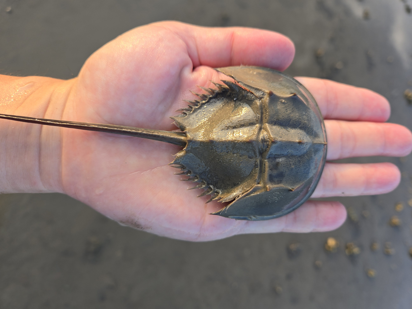 Taiwan's tri-spine horseshoe crab (Tachypleus tridentatus)Image
