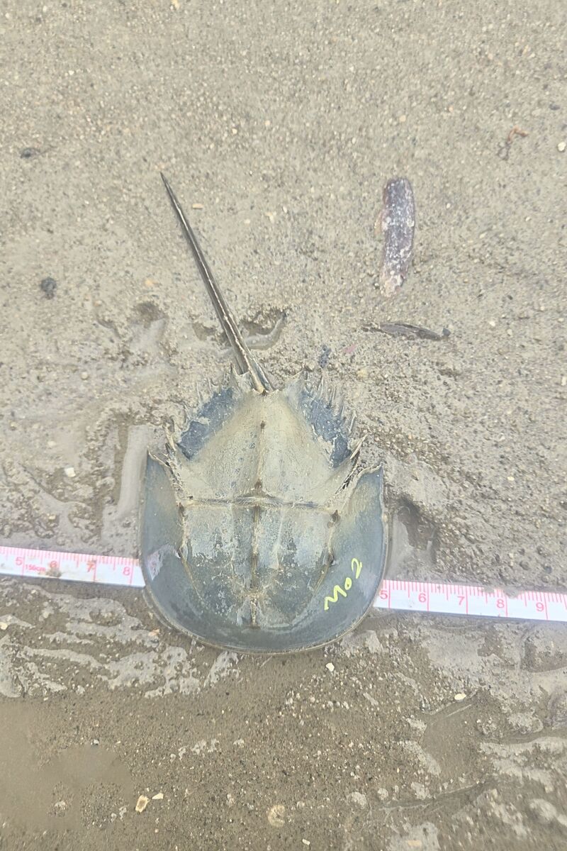 Taiwan's tri-spine horseshoe crab (Tachypleus tridentatus)Image
