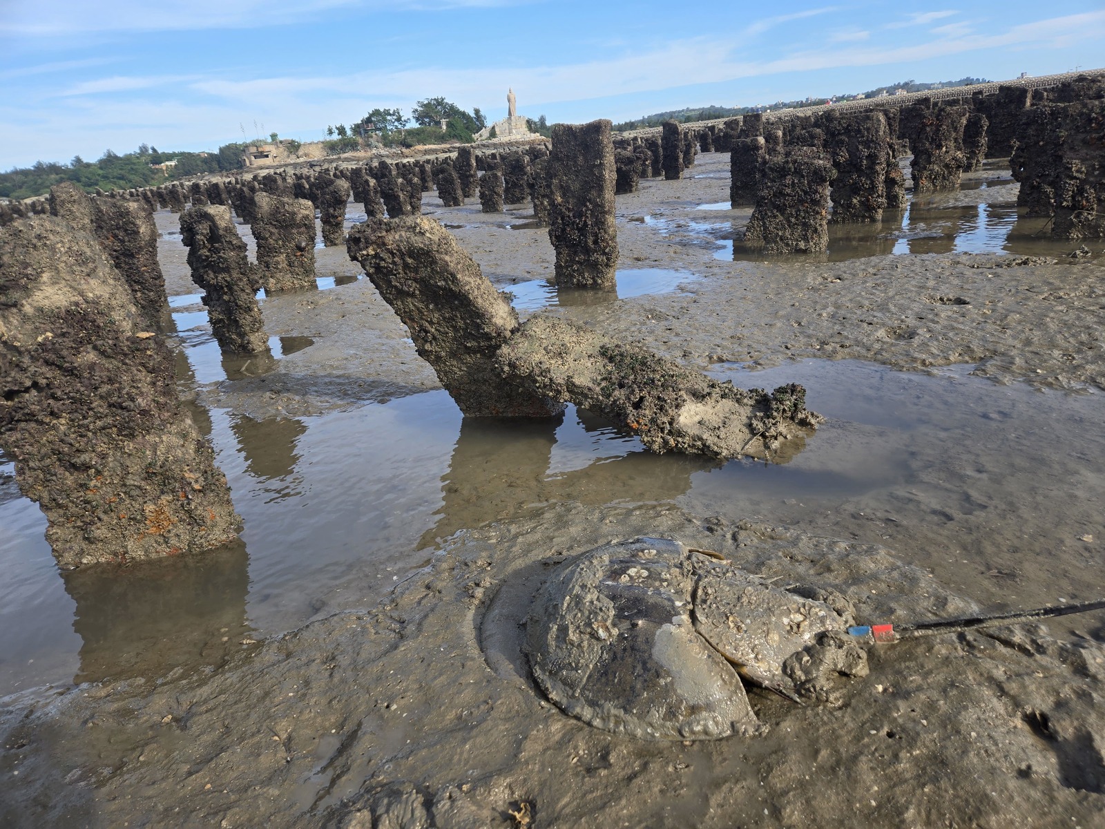 Taiwan's tri-spine horseshoe crab (Tachypleus tridentatus) in Kinmen oyster fieldsImage