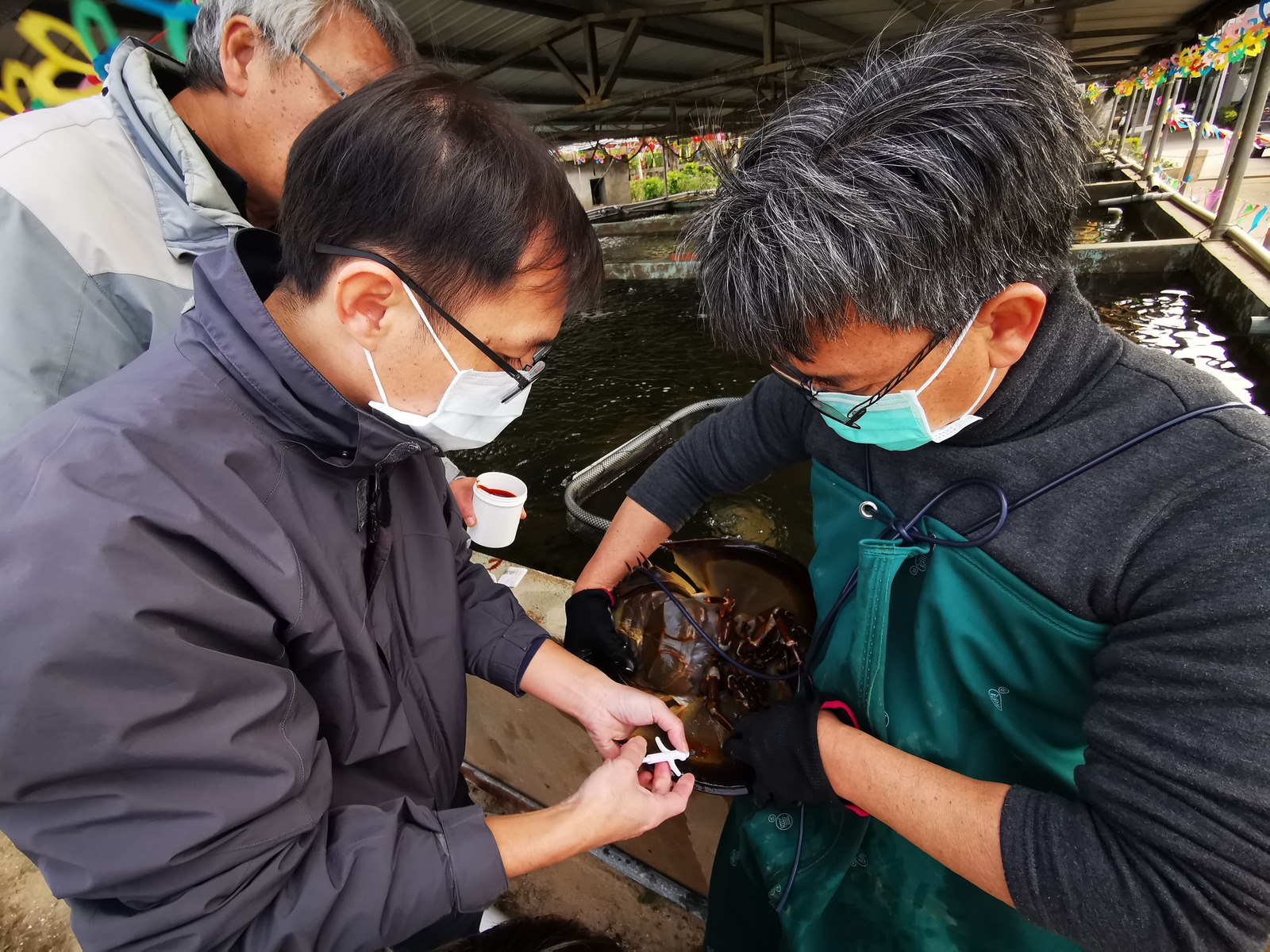 Professor Yi Chang (left) implants an animal microchip in a Taiwan's tri-spine horseshoe crab (Tachypleus tridentatus) for testing.Image