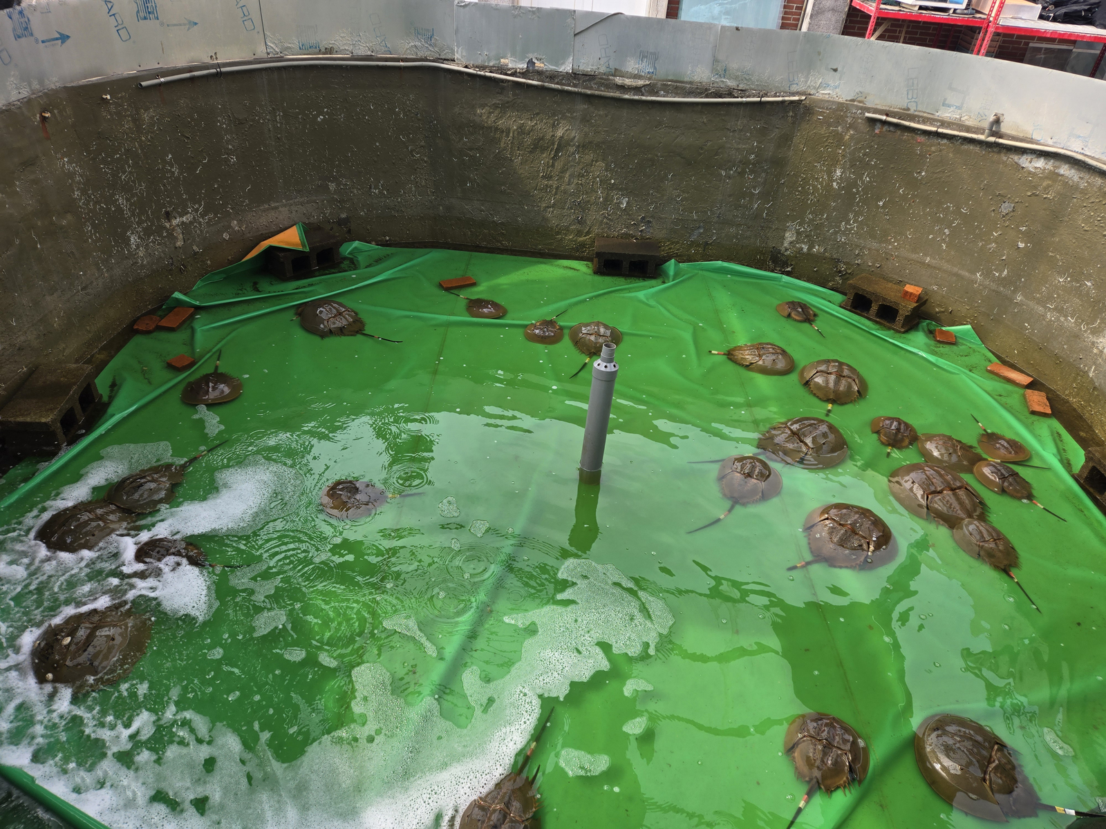Taiwan's tri-spine horseshoe crab (Tachypleus tridentatus) breeding pond at NSYSU.Image