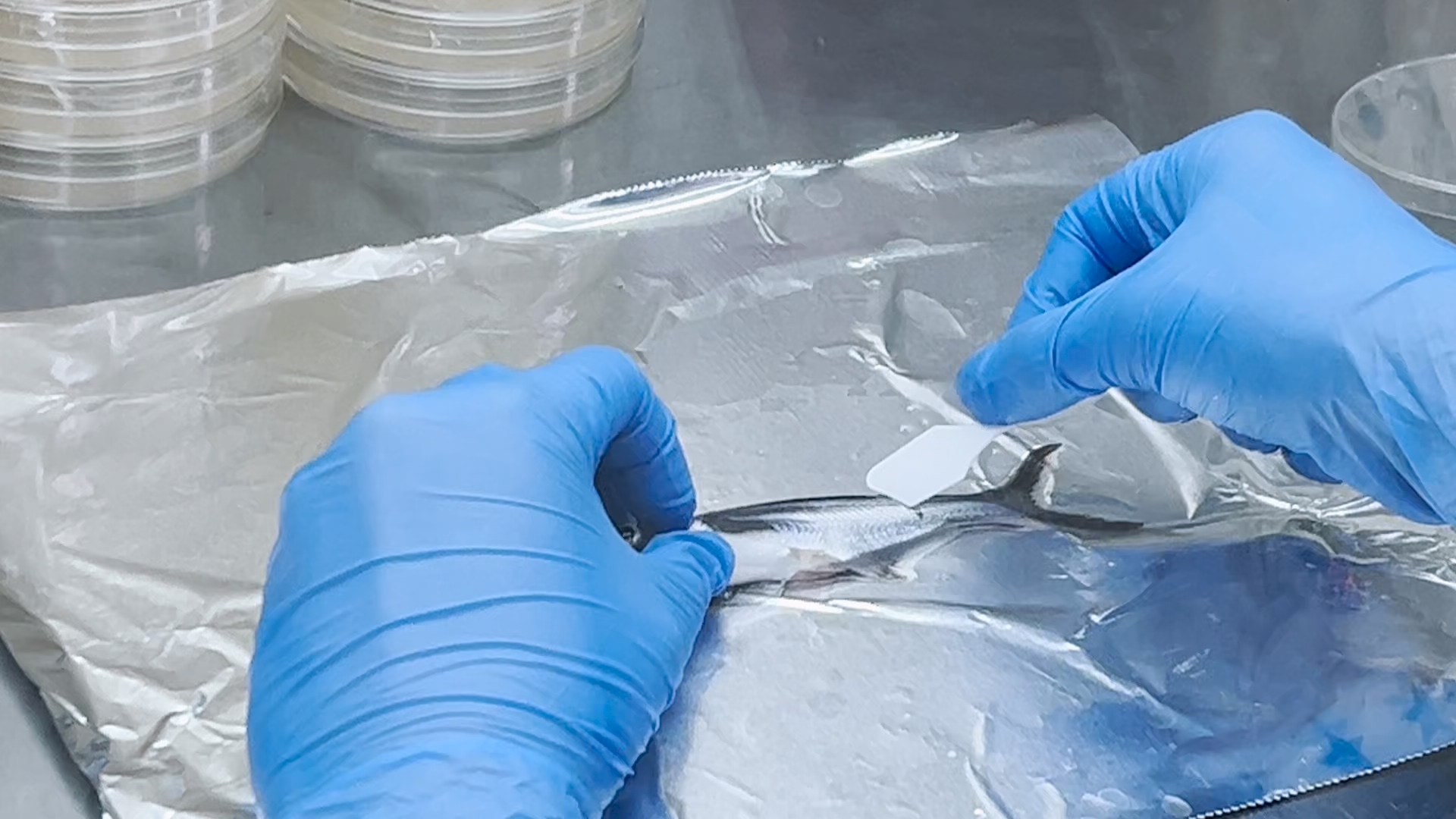 Researchers could just scrape a sample of fish skin mucus to check the state of the microbiome and then know the fish's health without sacrificing any fish's lives, which aligns more with the spirit of animal conservation
