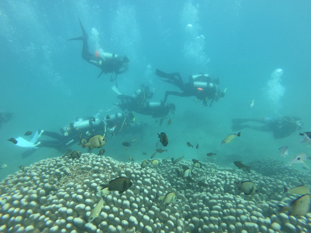 During the first day’s shore dive around Houbihu, the divers went down to a maximum depth of 11 meters, where they spotted one marine turtle, a large jackfish and a diversity of colorful fish and corals.